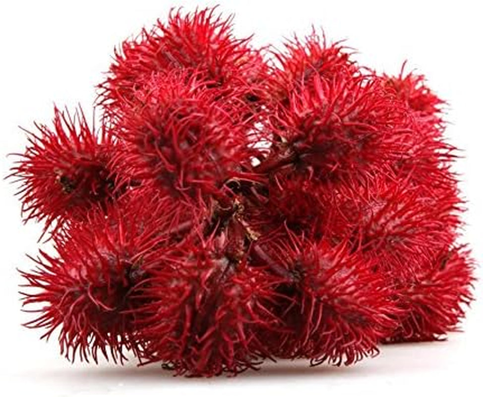 100% Huile De Ricin BIO Pressée À Froid En Mascara Pour Booster La Pousse Les Cils. Essoreur Économique -