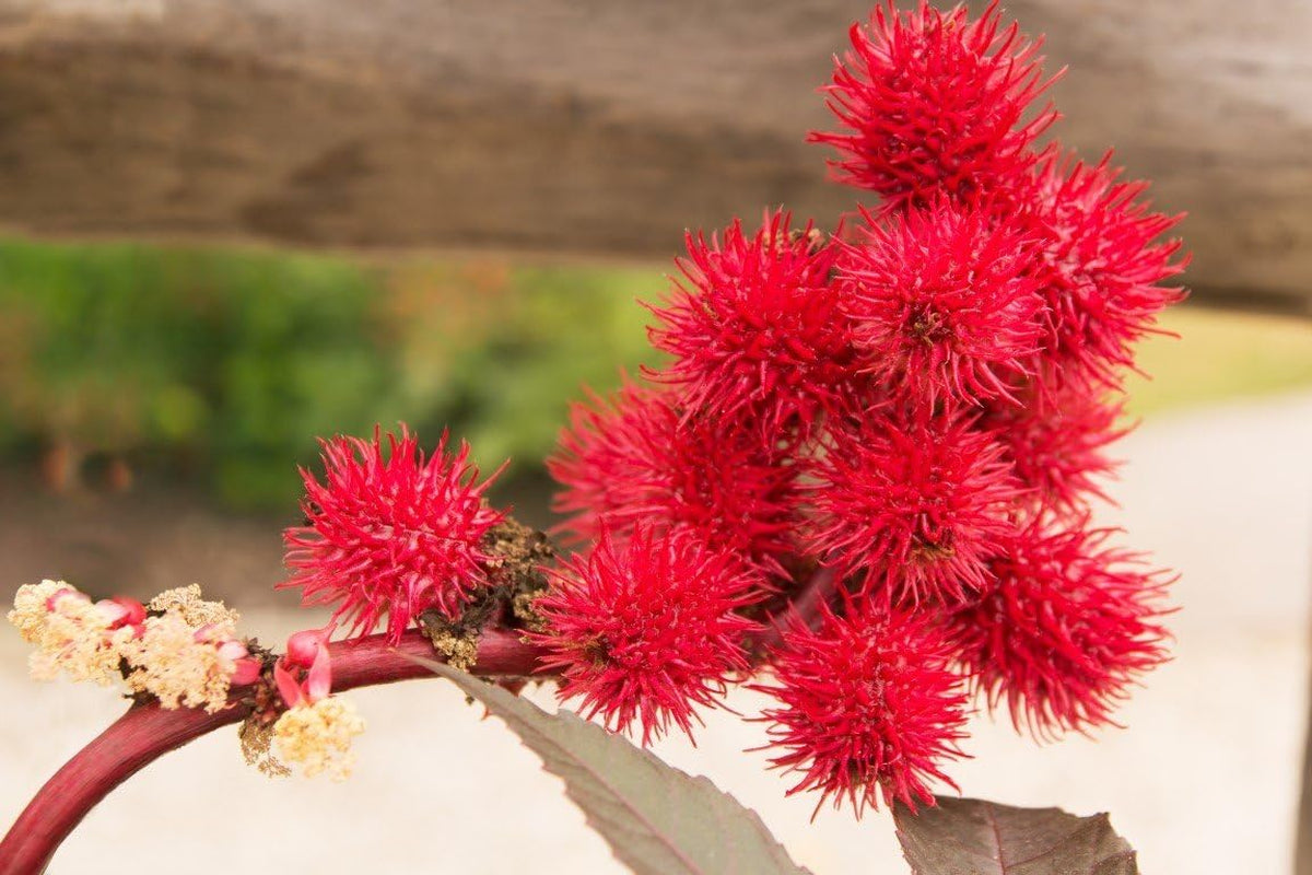 100% Huile De Ricin BIO Pressée À Froid En Mascara Pour Booster La Pousse Les Cils. Essoreur Économique -